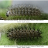 mel triv fascelis larva34hib volg2